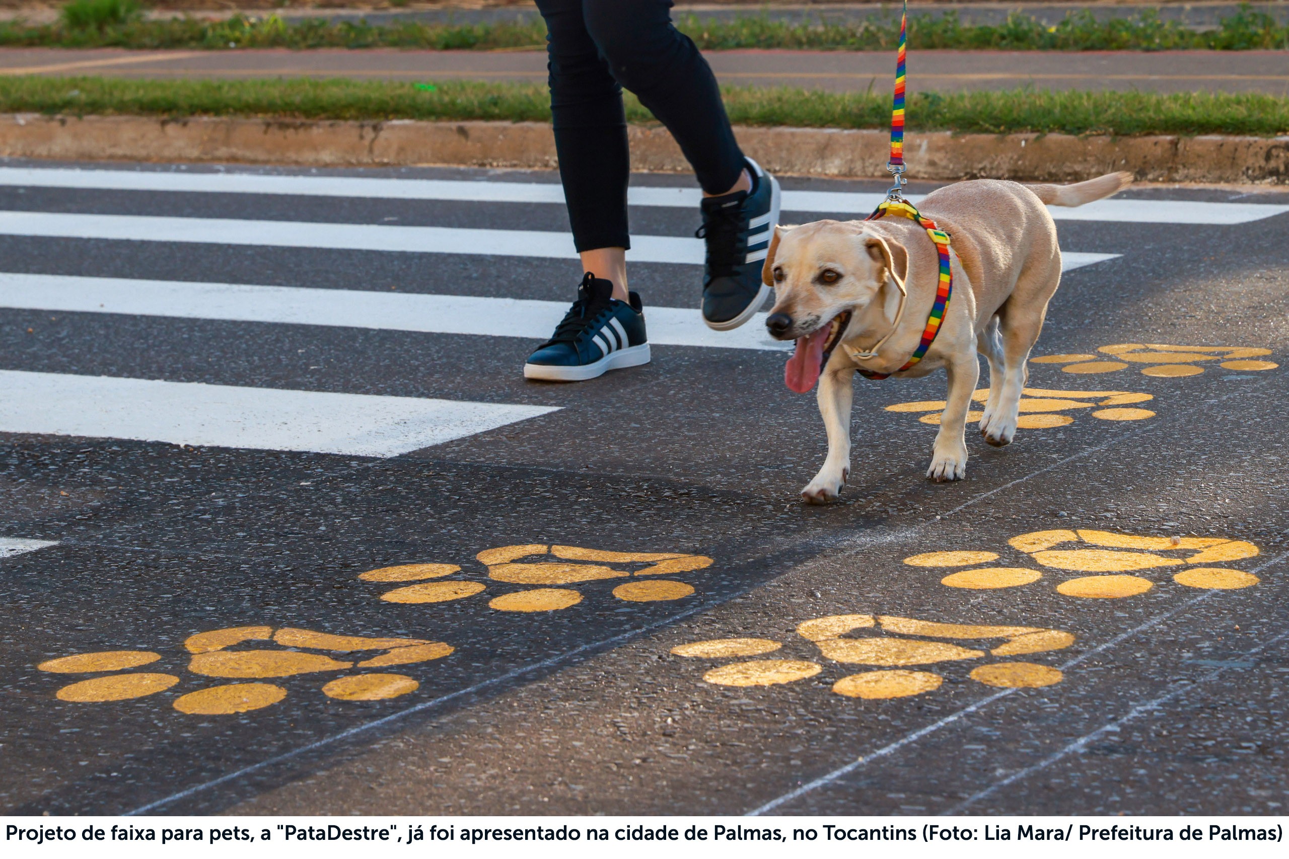 Sumaré avança na causa animal com aprovação de três projetos na Câmara